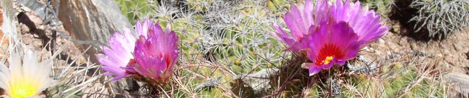 Open Source Software Garden